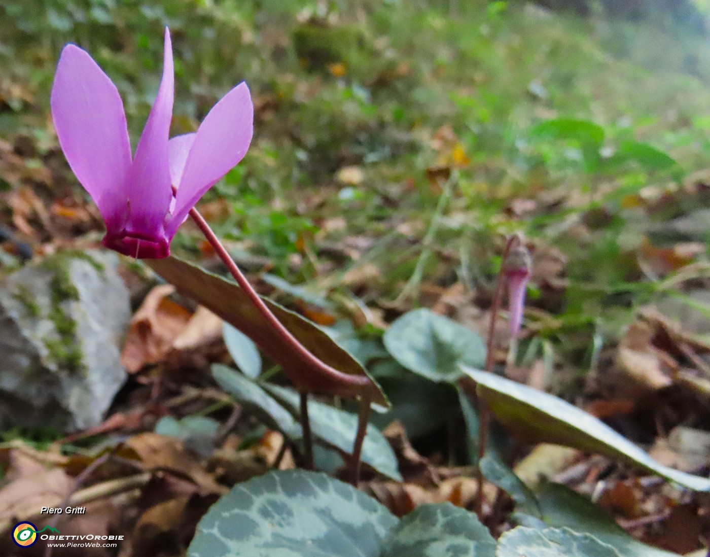 15 Ciclamino in fiore.JPG